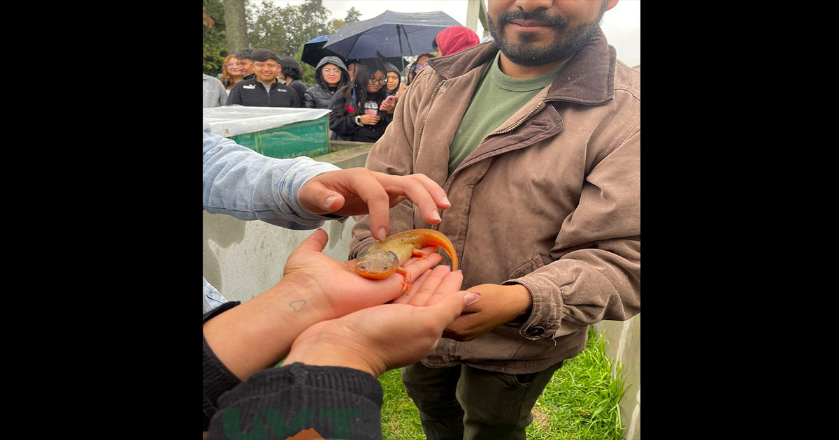 Ajolotes, sostenibilidad y aprendizaje, estudiantes de la UVT se sumergen en la biodiversidad
